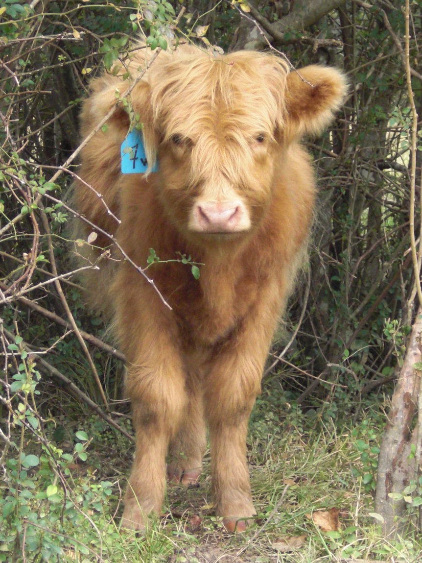 Waffle #7W | Gleann Brook Acres Scottish Highland Cattle