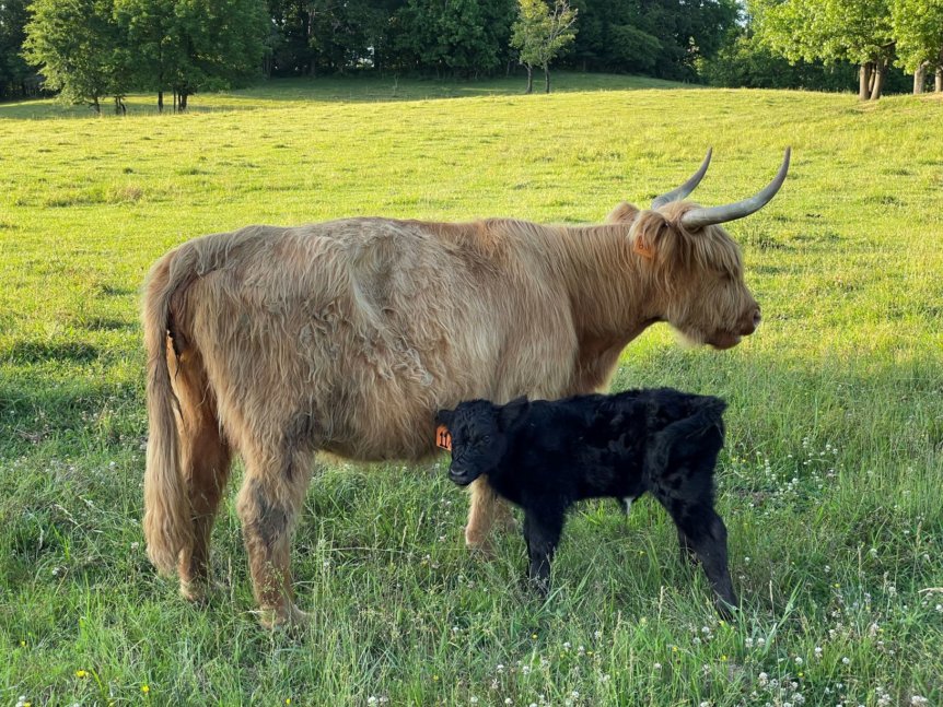 Kodiak #11K -SOLD | Gleann Brook Acres Scottish Highland Cattle